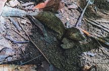 Lokobe Tour: Pirogue, Lemur Forest and Malagasy Lunch