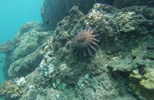 Snorkeling Adventure at Caño Island
