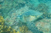 Snorkeling Adventure at Caño Island