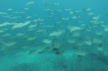 Snorkeling Adventure at Caño Island