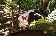 Corcovado National Park Tour: Hiking a gem in San Pedrillo