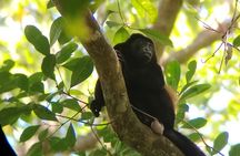 Corcovado National Park Tour: Hiking a gem in San Pedrillo