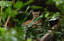 Corcovado National Park Tour: Hiking a gem in San Pedrillo