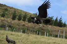 Antisana Condor Tour from Quito