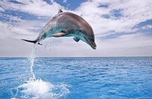 Swim with Dolphins (15 Minutes) + Transfer – Sharm El Sheikh