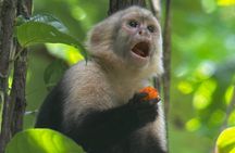 Manuel Antonio National Park Guided Tour