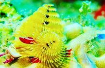 Anguilla Based: PADI Discover Scuba (Introductory Dive)