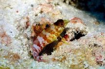 Anguilla Based: PADI Discover Scuba (Introductory Dive)