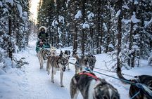 1-Hour Winter Dog Sled Ride with Local Mushers and Teams