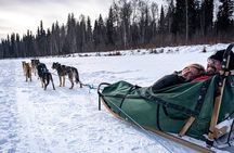 1-Hour Winter Dog Sled Ride with Local Mushers and Teams