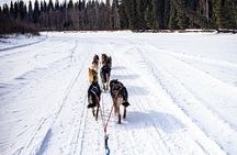 1-Hour Winter Dog Sled Ride with Local Mushers and Teams