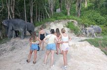 Elephant Sanctuary Small Group Tour in Phuket