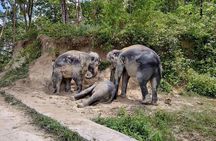 Phuket Guided Tour to Elephant Sanctuary with Hotel Transfers