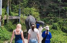 Phuket Guided Tour to Elephant Sanctuary with Hotel Transfers