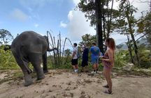 Elephant Sanctuary Small Group Tour in Phuket