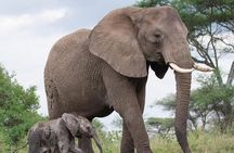 6-Day Tanzania Safari to Tarangire, Serengeti & Ngorongoro Crater