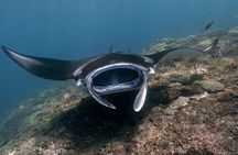 Snorkeling Manta Rays, Land Tour Tembeling Pool & Kelingking 