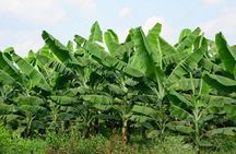  Short tour Mayan town and sugar History From Quetzal Port.