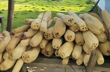 Short tour to San Jose Countryside From Quetzal Port.