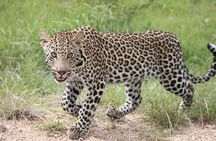 5 Day Kruger National Park tour