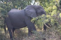 4 Days Mikumi and Nyerere National Park Private Tour