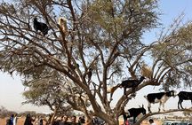 Agadir Crocoparc tickets &the famous three-climbing goats