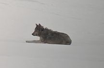 PRIVATE Yellowstone Winter SAFARI and Wolf Watching