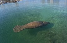 Manatee and Wildlife Viewing Tour