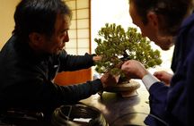 Hiroshima：Bonsai trimming tour (with photo data)