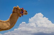 Camel Ride and Tequila Tasting Adventure in Los Cabos