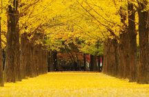 Seoraksan National Park & Nami Island