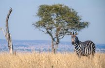 5 Day Migration Adventure From Ancient Baobabs to the Mara River