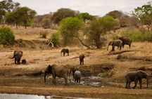 5 Day Migration Adventure From Ancient Baobabs to the Mara River