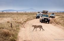 4 Day Serengeti Luxury Tented Camps Safari