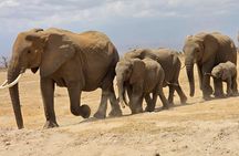 Kilimanjaro & Elephants: 3-Day Amboseli & Nairobi Safari