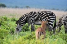 3 Days 2 Nights Safari to Mikumi National Park