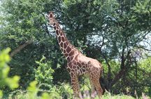 3 Days Maasai Mara Luxury Safari with Sundowner