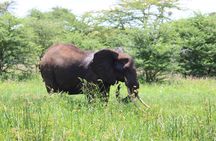 3 Days Maasai Mara Luxury Safari with Sundowner