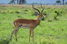 3 Days 2 Nights Safari to Mikumi National Park