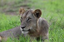 3 Days 2 Nights Safari to Mikumi National Park