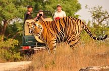 Private 4-Day Tiger Safari and Golden Triangle Tour from Delhi