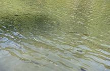 Trout Fishing Adventure Near Tokyo