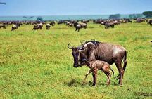 5 Day Ndutu Safari Calving and Predator Drama