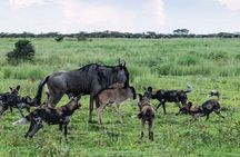 4 Day Fly In Ndutu Plains For The Migration's New Beginnings