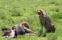 5 Day Ndutu Safari Calving and Predator Drama
