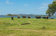 Private Jeep Safari at Minneriya and Kaudulla National Parks