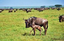 4 Day Fly In Ndutu Plains For The Migration's New Beginnings