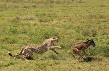 4 Day Fly In Ndutu Plains For The Migration's New Beginnings