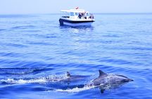 Muscat Dolphin Watching and Coastal Sightseeing