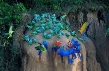 Manu National Park Tour 4 Days/3 Nights